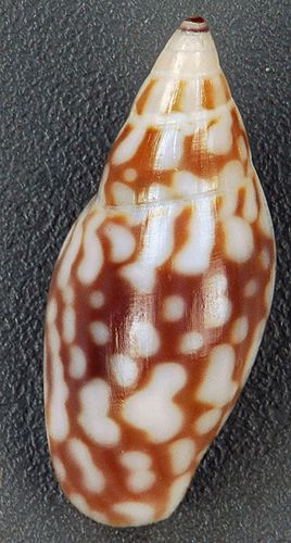 Nitidella nitida